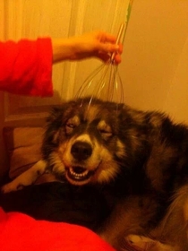 So we used a head massager on my girlfriends dog