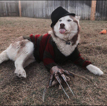 So were posting dogs in costumes