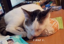 So yeah our cat has other reasons to love cheeseburgers