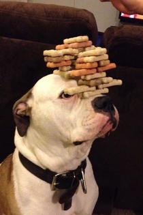 So you all think your dog can balance treats Pssh meet me friends dog Roscoe Jenkins