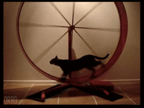 So you want to do cat wheels too these guys share and loop D