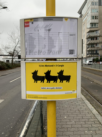 Social distancing measured in Corgis in berlin
