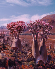 Socotra Island 