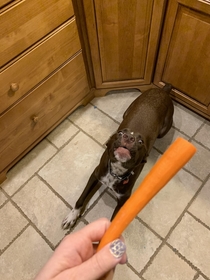 SoI recently discovered my dog likes carrots