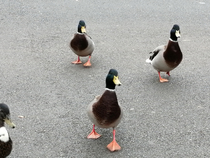 Some Ducks are releasing new album art for their upcoming track