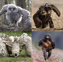 Some physically threatening avians to brighten up your day