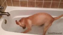 Some puppiess really dont like to take a bath And thentheres this