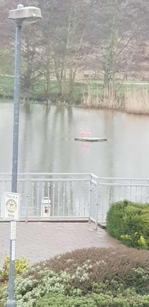 Somebody has decorated a wooden pallet that has been floating around the lake near where I live Its the talk of the town