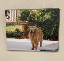 Somebody put googly-eyes on the photo at the veterinarians office