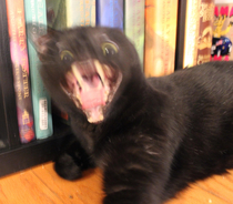 Somebody said black cats are hard to photograph for social media Well meet Thor