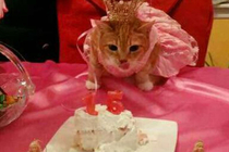 Someday and that day may never come Ill call upon you to do a service for me But until that day - accept this justice as a gift on my cats Quinceanera day