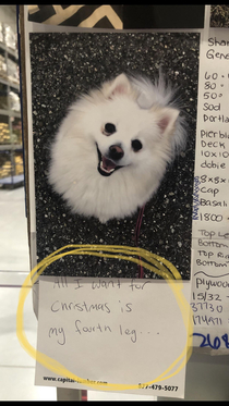 Someone added a note to my clipboard My dog only has three legs 
