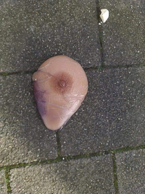 Someone dropped their titty