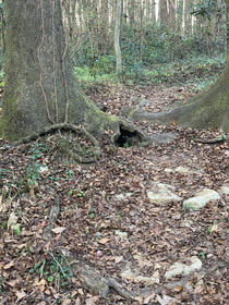 Someone glued monster eyes in a hollowed-out space on a trail in the woods