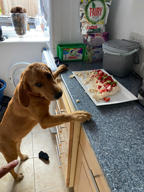 Someone got in trouble today for ruining the family bbq dessert