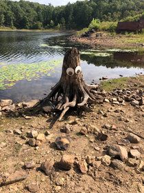 Someone had the brilliant idea to put googly eyes on this tree stump