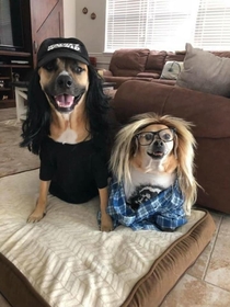Someone in a Facebook group Im in just posted this photo of his dogs and Im now done with Halloween