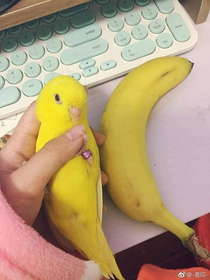 Someone left an extra banana for me