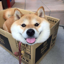 Someone ordered a box of dog