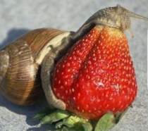 Someone posted this on Instagram and all I see is a snail with its mouth wide open eating a strawberry