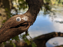 Someone put googly eyes on this tree branch along a river