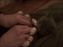 someone remade the cute kitten surprise gif and turned him into a cute spider kitten