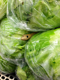 Someone thought it would be funny to put a toy snake in the lettuce section