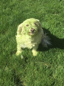 Someone was behind me while I was cutting the grass