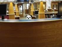 Sometimes I wear my panda hat to work This is what it looks like to everyone walking into the library