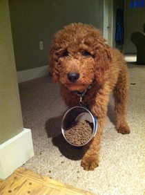 Sometimes your food dish gets stuck on your collar and you leave a trail of food around the house