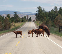 Son was driving in Utah during summer vacationstated this was not covered in his drivers ed course