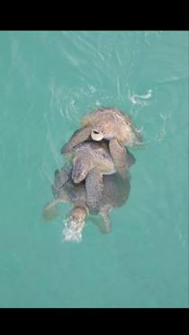 Soo my buddy caught some drone footage of a sea turtle threesome in the Gulf of Mexico yesterday