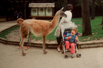 Sooo wasnt a big fan of llamas