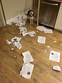 Sorry class my dog ate everyones homework