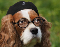 Spaniel L Jackson