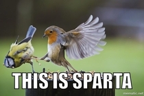 Spartan bird