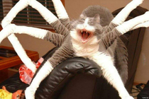 SPIDER CAT SPIDER CAT Does whatever a SPIDER CAT does Can he swing From a web No he cant Hes a cat LOOK OOOUUUTTT Hes a SPIDER CAT