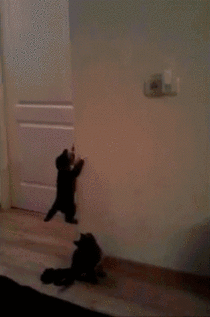 Spider cats