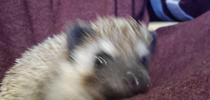 Spooked hedgehog is spooked