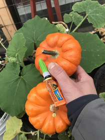 Spouse asked me to grow pumpkins too late in the season Solution