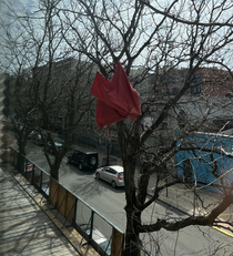 Spring is around the corner the umbrella trees have started to bloom