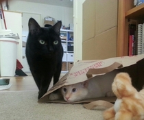 Spy vs Spy