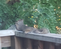 Squirrel hiding from me after I scared it away from the bird feeder