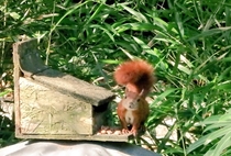 Squirrel in my garden Think it was trying to flirt with me