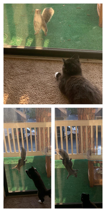 Squirrel made a friend Cat made an enemy