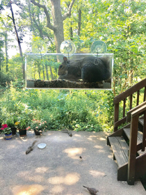 Squirrel-proof bird feeder