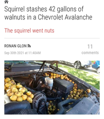 Squirrel stashes  gallons of walnuts in Chevy Avalanche