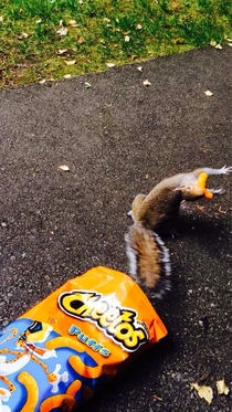 Squirrel steals and runs away with my cheeto