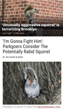 Squirrel vs Brooklyn