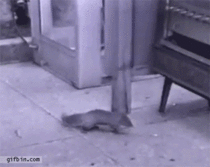 Squirrel vs vending machine